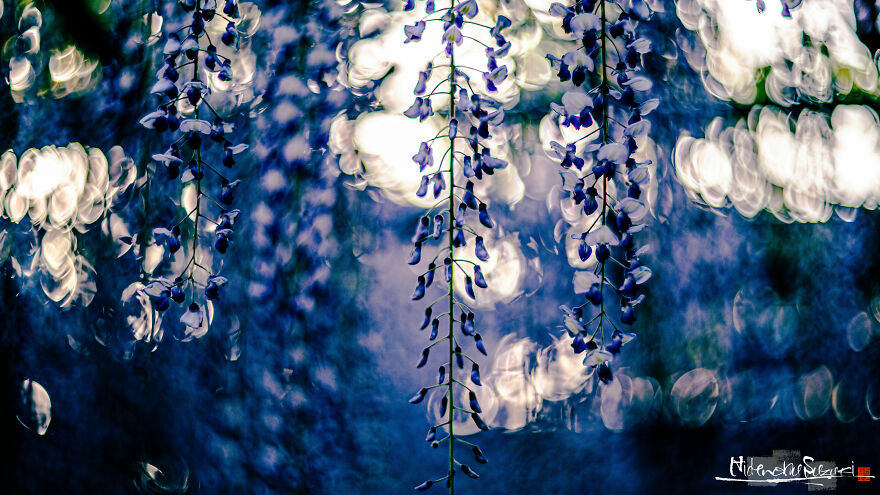 I Photographed Japanese Wisteria And Pictures Look Like Paintings