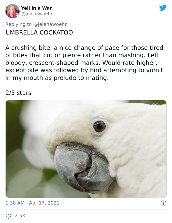 Animal-Bites-Being-Bitten-Review-Ranking-Twitter