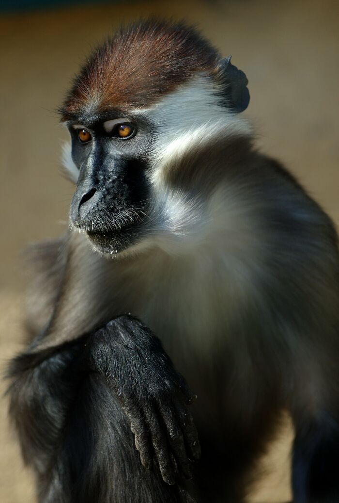 Wildlife-Photography-Animals-Best-Photos-Goran-Anastasovski