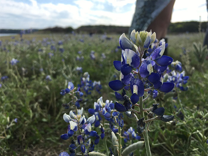 Texas Bluebonnet