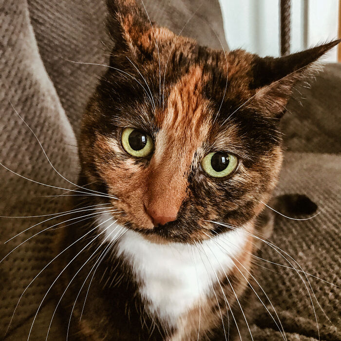 Tiny Cat, My Super Chonk