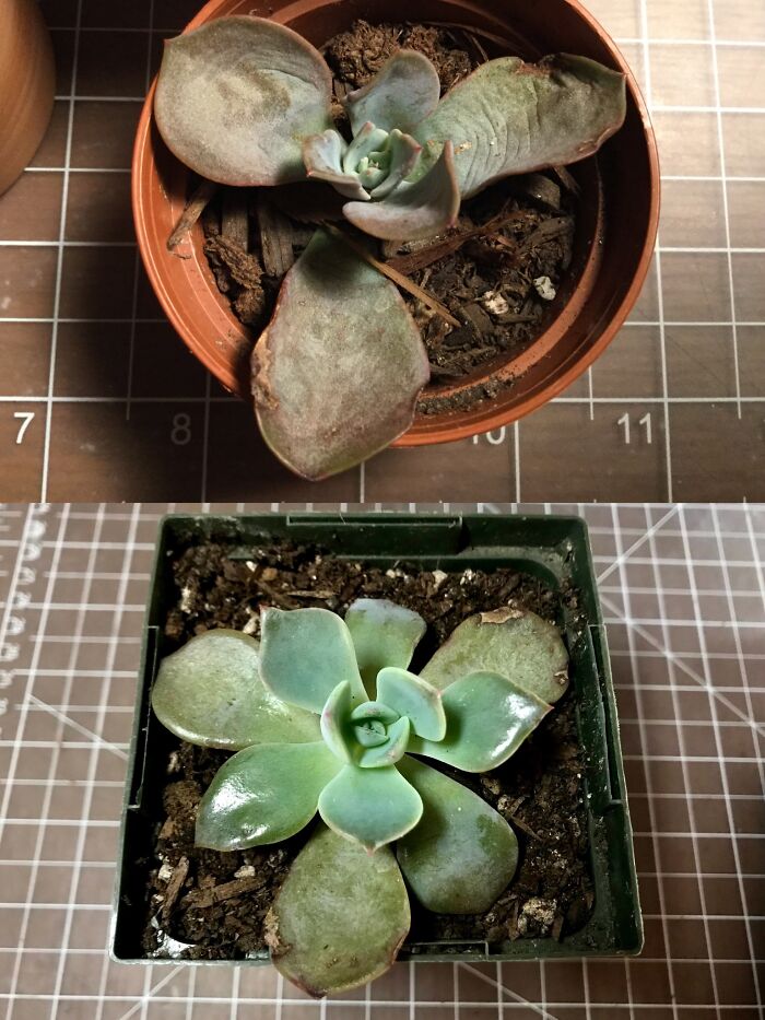 He’s A Rescue (Jan vs. Now: I Found Him Loose On The Floor Of IKEA With No Dirt)