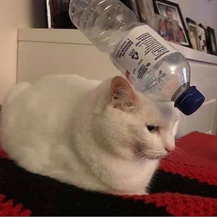 Animals-With-Threatening-Auras-Pics