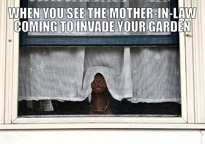 Animal-Friends-Comedy-Photo-Awards-Funny-Pet-Memes-Quarantine