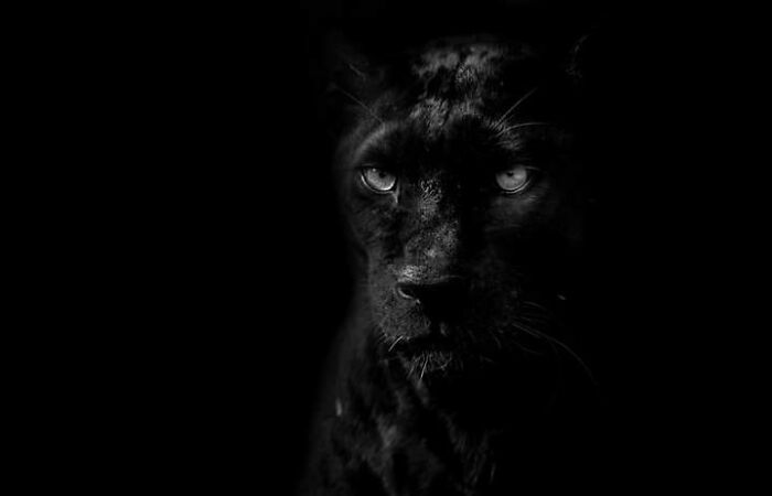 Wildlife-Photography-Animals-Best-Photos-Goran-Anastasovski