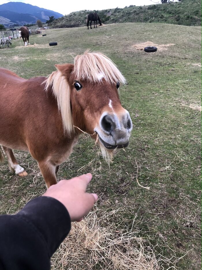 I Have Nine Cats, A Horse And A Pony, Here Is My Pony: