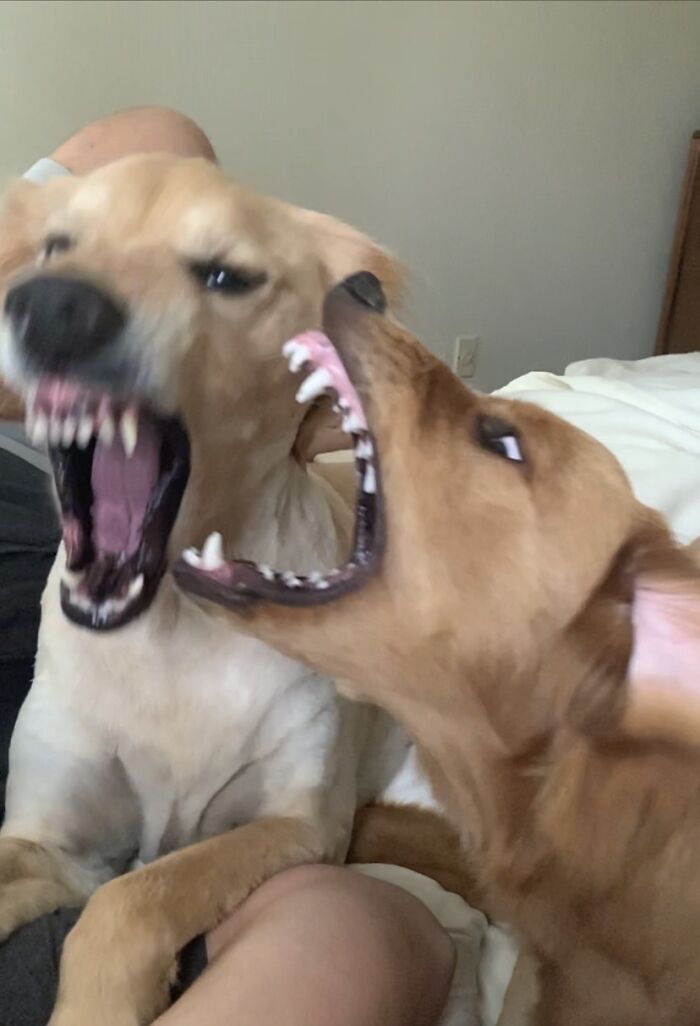 Golden Retrievers Are So Sweet 🤦🏼‍♀️