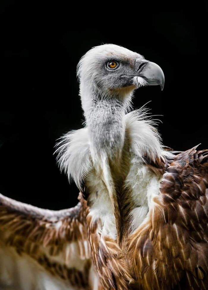 Wildlife-Photography-Animals-Best-Photos-Goran-Anastasovski