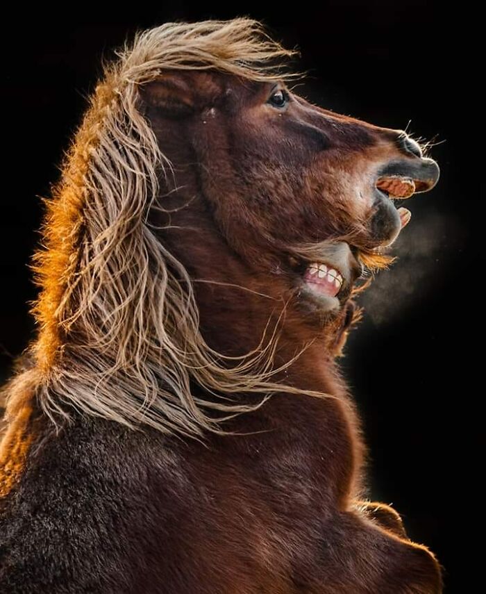 Wildlife-Photography-Animals-Best-Photos-Goran-Anastasovski