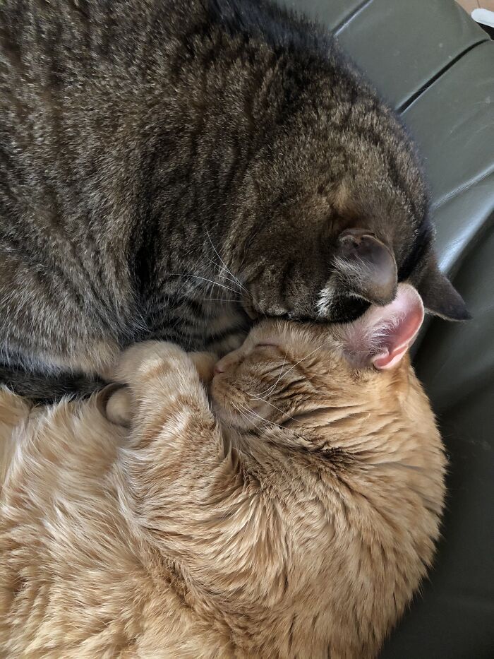 The Girls At 13. Orange Sarah Had To Stay At The Vet, Tabby Nini Must Have Been Lonely.