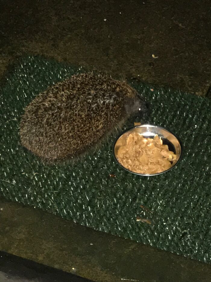 Almost A Pet. My Nightly Visitor (When Not Hibernating) For The Past 5 Years