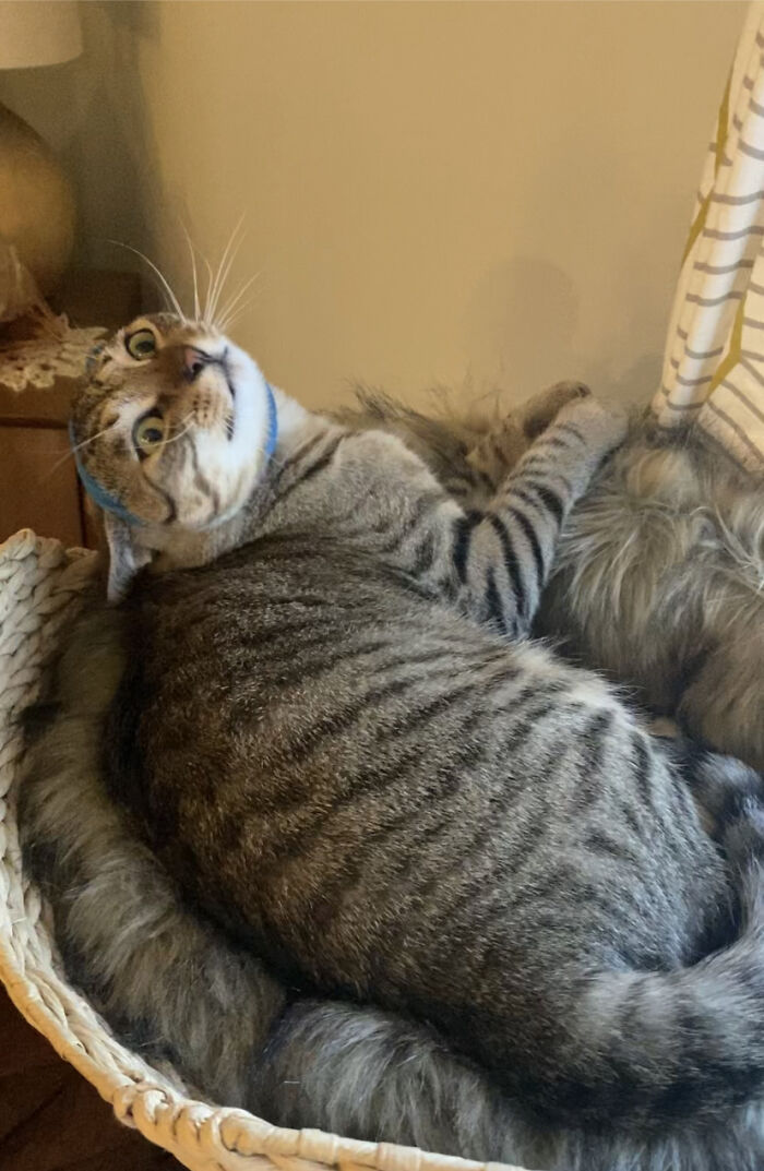 I Put A Scrunchie On Her Head. She Was Not Pleased