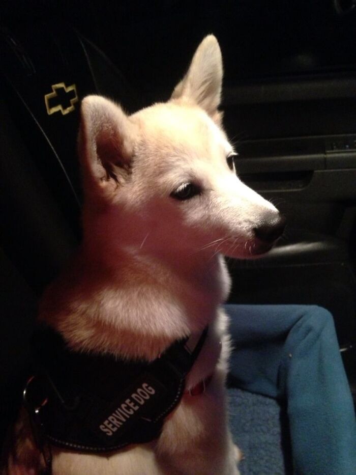 The Day I Got My Service Dog Peaches 6 Years Ago From A Program For Disabled Veterans