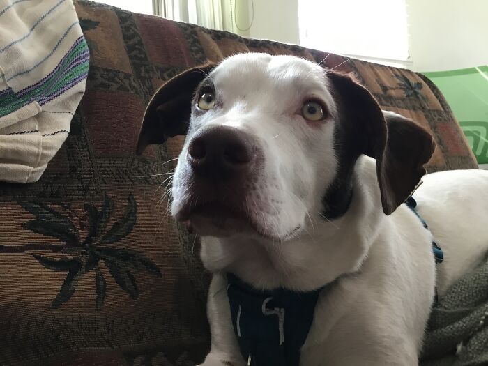 Castor Bean The Pit Bull Lab Mix