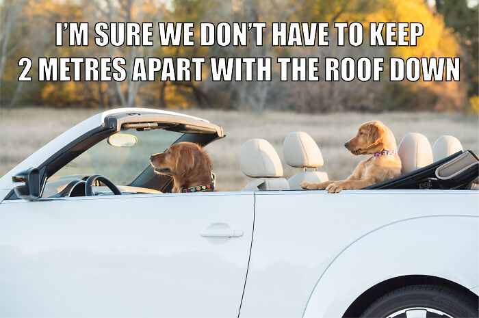 Animal-Friends-Comedy-Photo-Awards-Funny-Pet-Memes-Quarantine