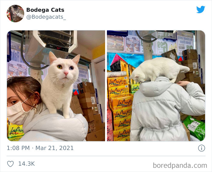 Cats-Store-Bodega