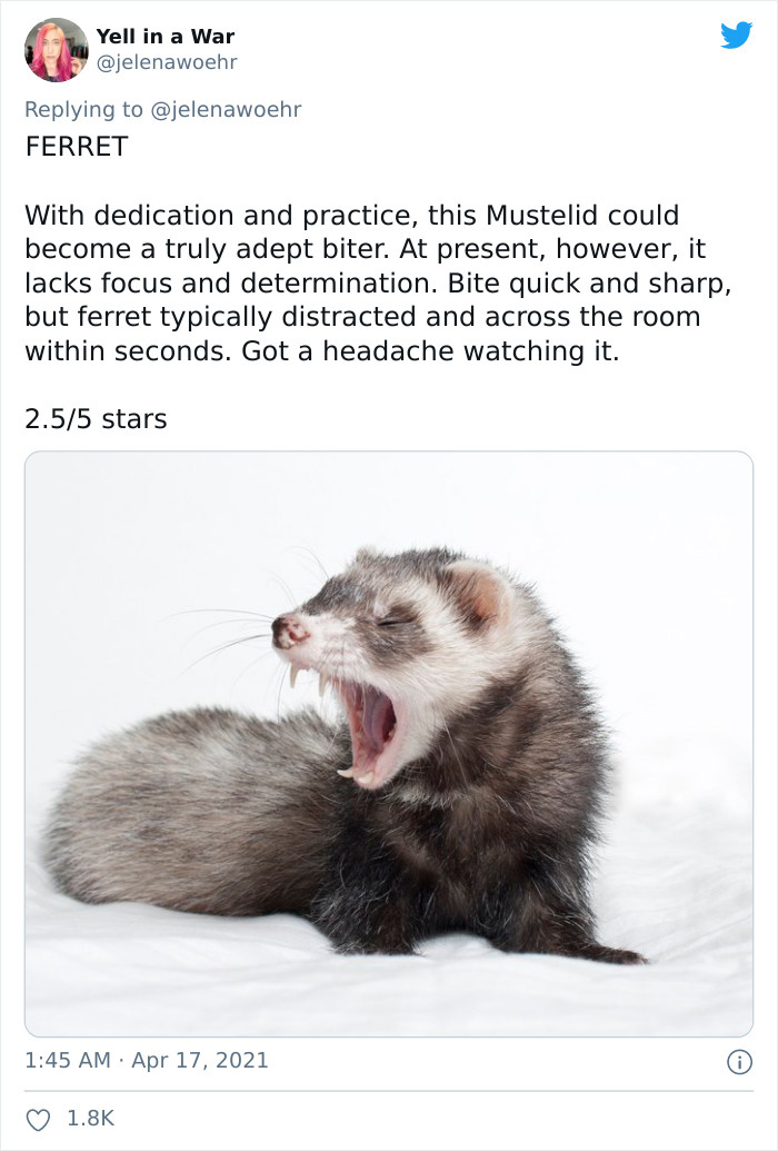 Animal-Bites-Being-Bitten-Review-Ranking-Twitter