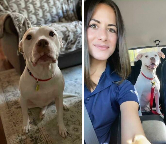 My Poor Foster Dog Wanda Had Her Bag Packed To Go To Her Forever Home, But The Adoption Fell Through Because The Adopter’s Apartment Complex Doesn’t Allow Pit Bulls. Nothing A Pup Cup Can’t Fix!