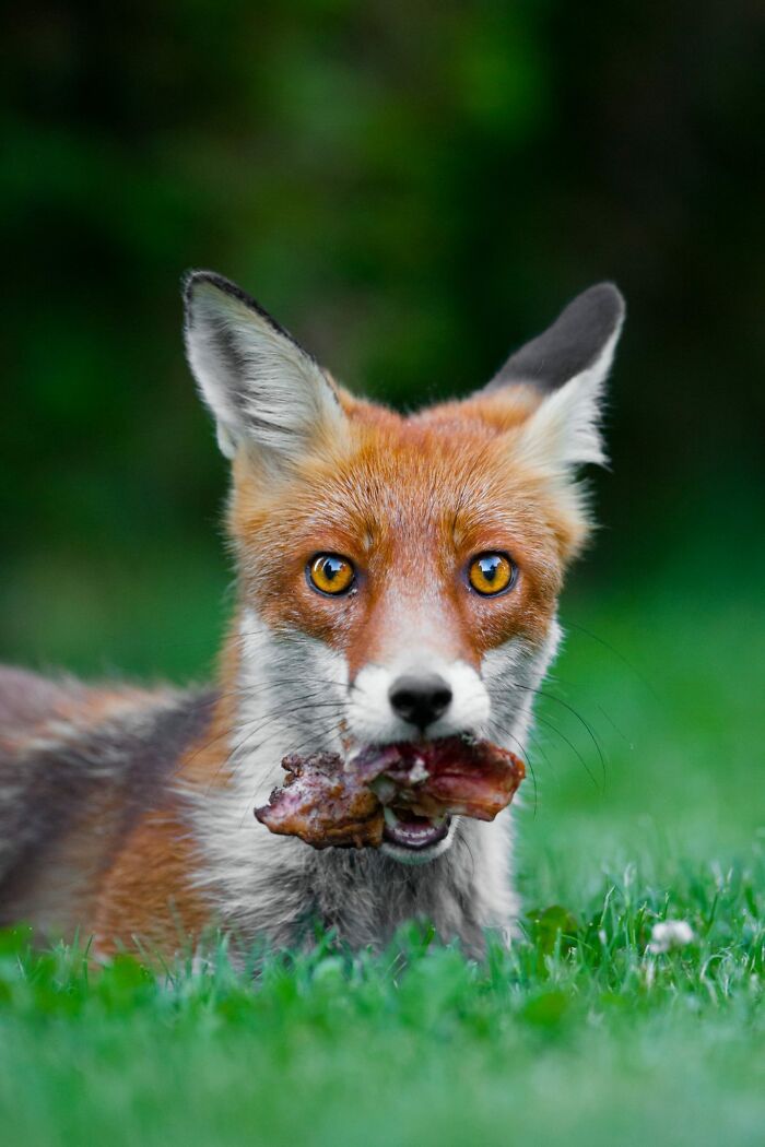 Wildlife-Photography-Animals-Best-Photos-Goran-Anastasovski