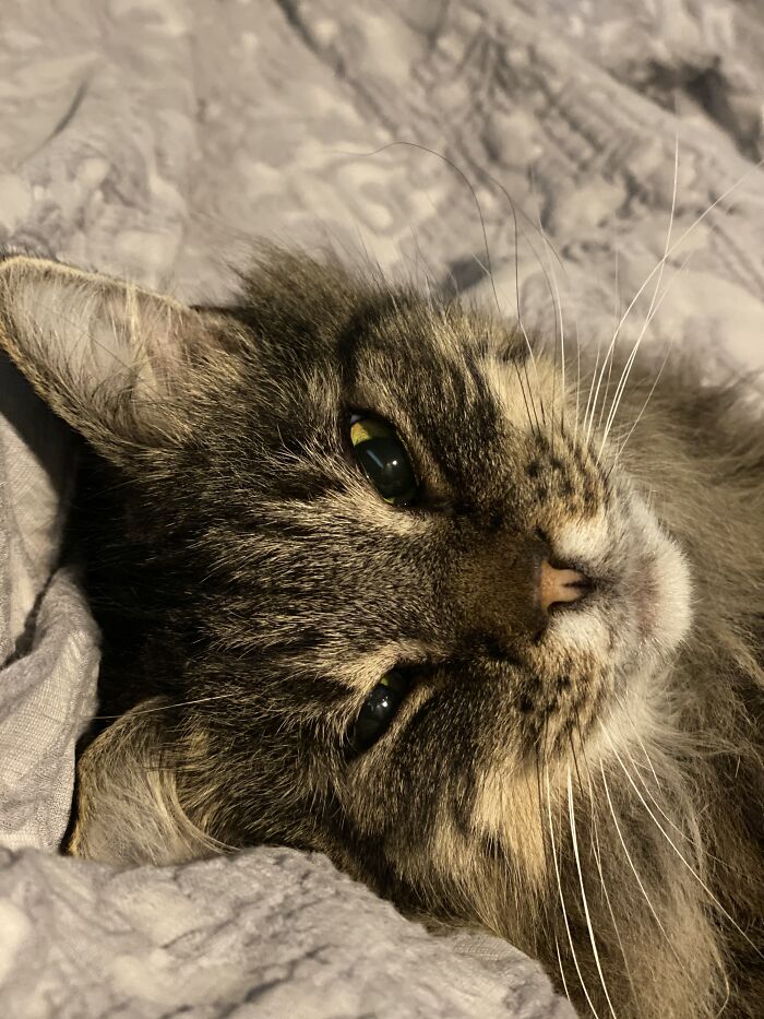 This Pretty Boy Acting All Innocent When In Face He Is The Demon, My Buddy And Enemy Chips