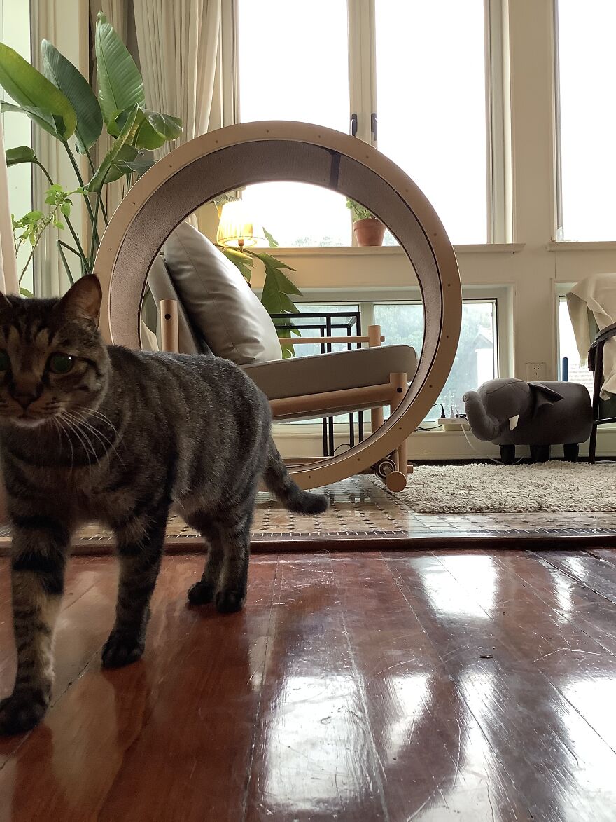 A Chair With An Integrated Running Wheel Was Invented For Cat Lovers A Chair With An Integrated Running Wheel Was Invented For Cat Lovers