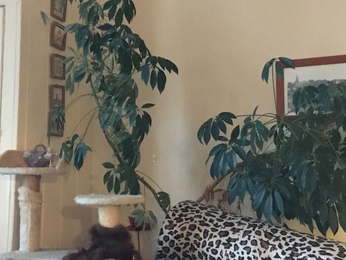 My Triffid. An Umbrella Plant That Was Tiny 10 Years Ago. Now Has A Life Of Its Own And Likes To Hide Grandads Miniature Pictures