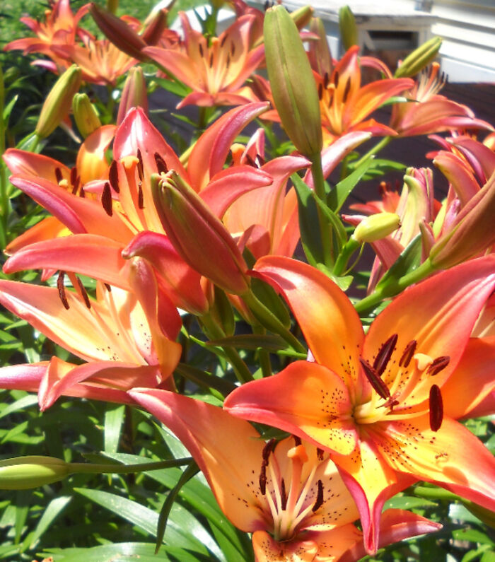 Asian Lilies