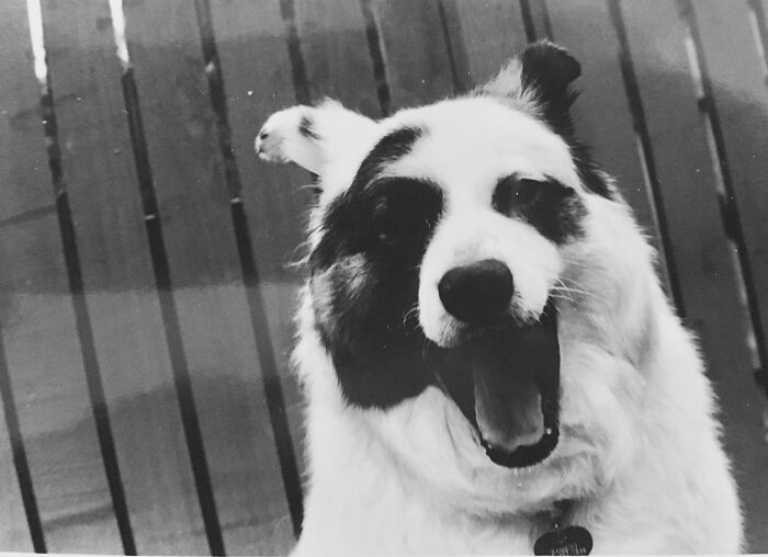 This Is Bamboo - She Is Almost 14! Great Pyrenees