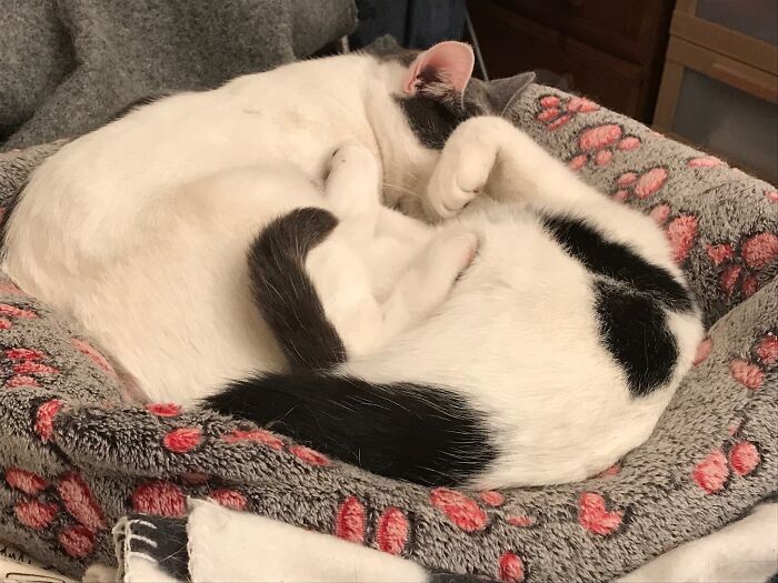 Numbers 3 & 4 - Pippin And Splodge