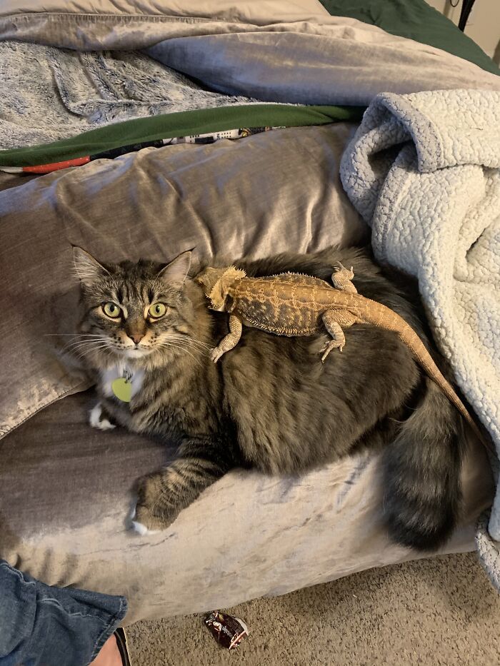 Maple (Cat) And Urbosa (Bearded Dragon). Maple Licks Urbosa And Lets Her Sleep On Her. She Almost Treats Her Like She Is Her Kitten