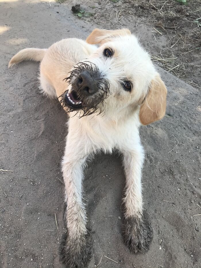 Cato, The Rescue Dog Grom Greece