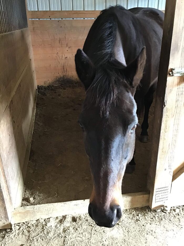 Gus The Wonder Horse (Not Pictured 4 Boar Goats, And 2 More Cats)
