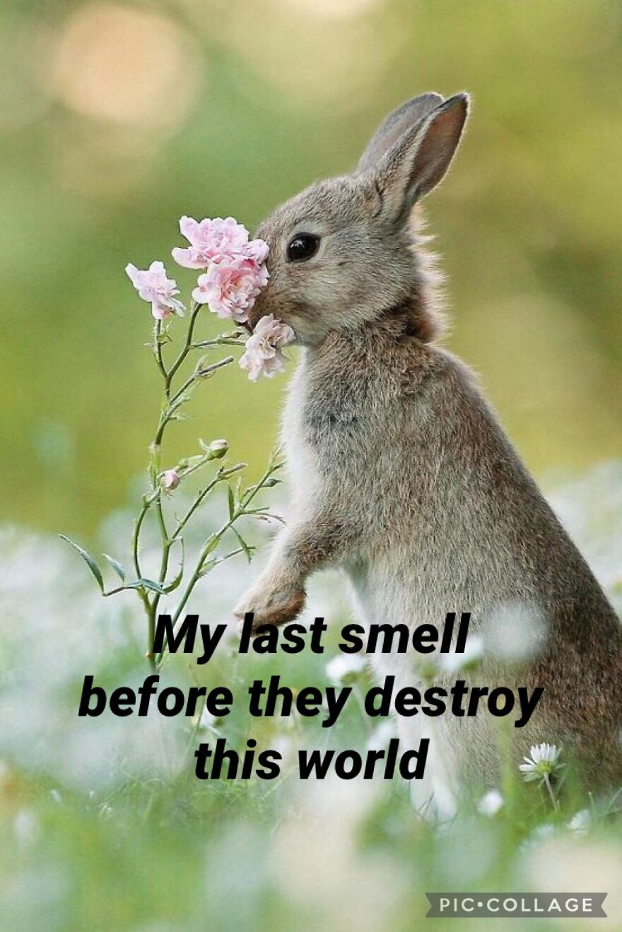 Rabbit Got A Dark Side