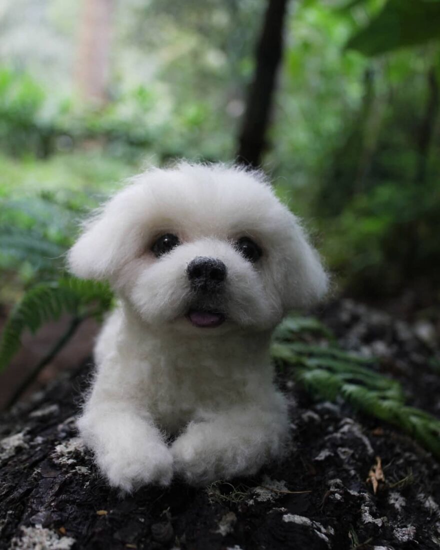 Rainy Day In Pines Forest🐕🌲🌱
#reallookseriesmootomotto #maltese #pinesforest