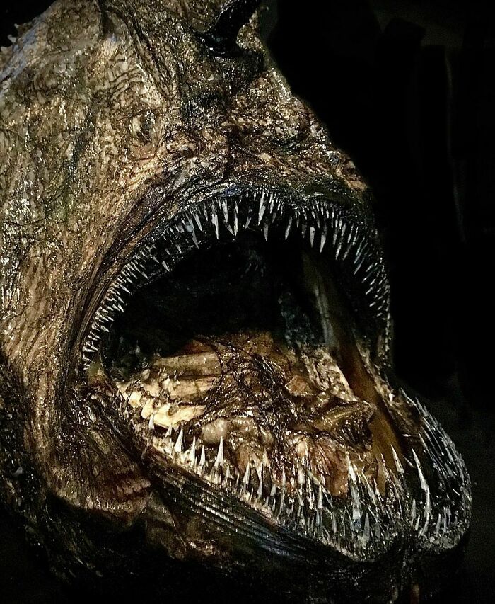 On My Instagram I Show The Most Bizarre Fish Teeth You Will Ever See.