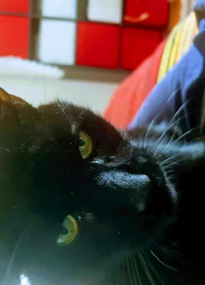 Bagheera, Stray Cat Under Treatment For Its Ears, Invited To Stay Forever, If He Wants To Adopt Us.