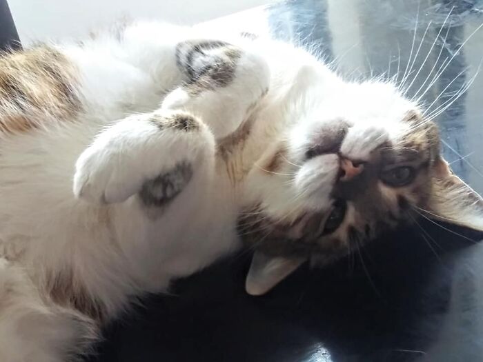 Our Cat Balena, 10 Yrs Old. Adopted From The Shelter.