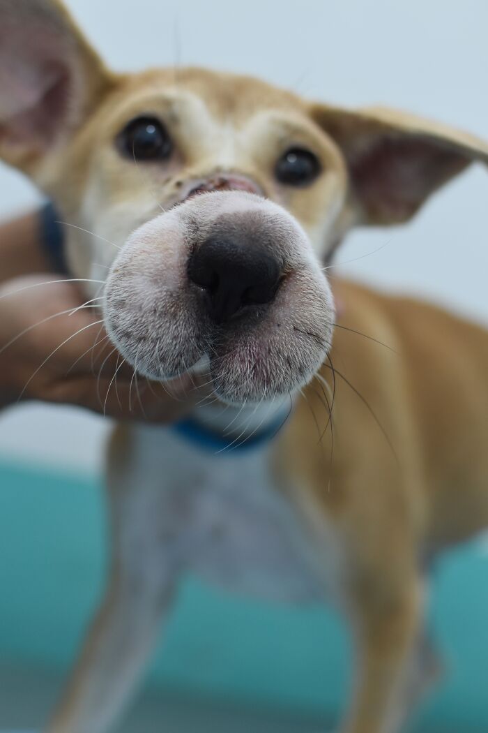 This Dog Ran Away From An Illegal Meat Farm In Bali, We Helped Her Heal And Found Her A Home This Dog Ran Away From An Illegal Meat Farm In Bali, We Helped Her Heal And Found Her A Home