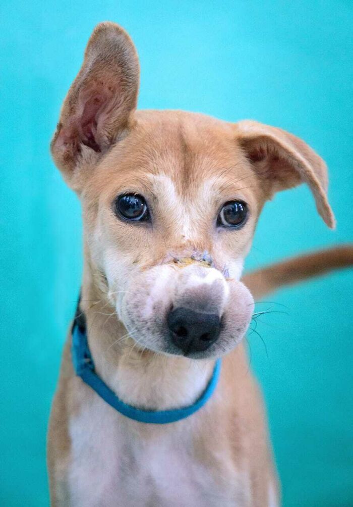 This Dog Ran Away From An Illegal Meat Farm In Bali, We Helped Her Heal And Found Her A Home This Dog Ran Away From An Illegal Meat Farm In Bali, We Helped Her Heal And Found Her A Home