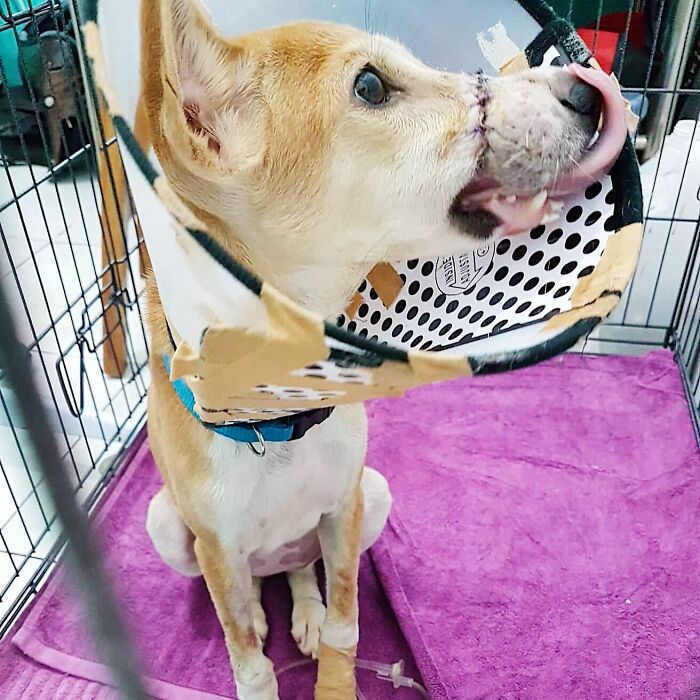 This Dog Ran Away From An Illegal Meat Farm In Bali, We Helped Her Heal And Found Her A Home This Dog Ran Away From An Illegal Meat Farm In Bali, We Helped Her Heal And Found Her A Home