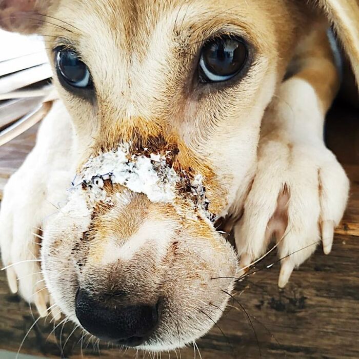 This Dog Ran Away From An Illegal Meat Farm In Bali, We Helped Her Heal And Found Her A Home This Dog Ran Away From An Illegal Meat Farm In Bali, We Helped Her Heal And Found Her A Home