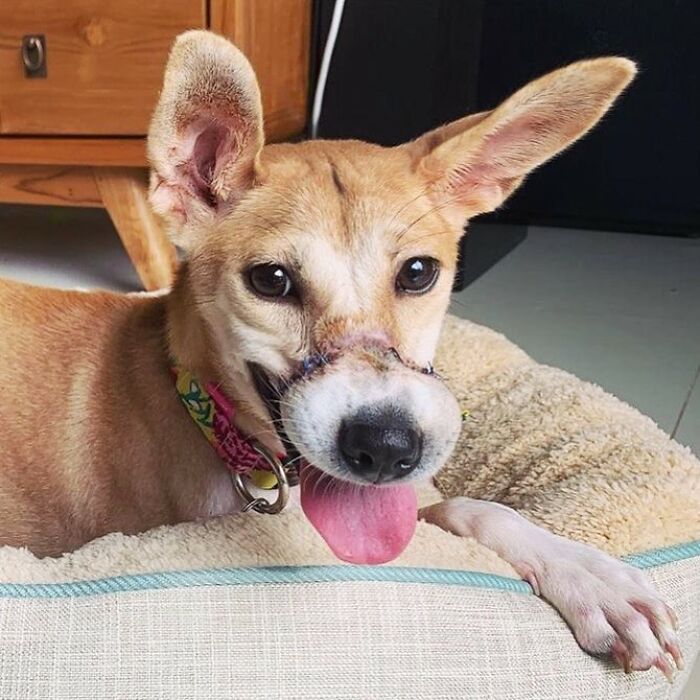 This Dog Ran Away From An Illegal Meat Farm In Bali, We Helped Her Heal And Found Her A Home This Dog Ran Away From An Illegal Meat Farm In Bali, We Helped Her Heal And Found Her A Home