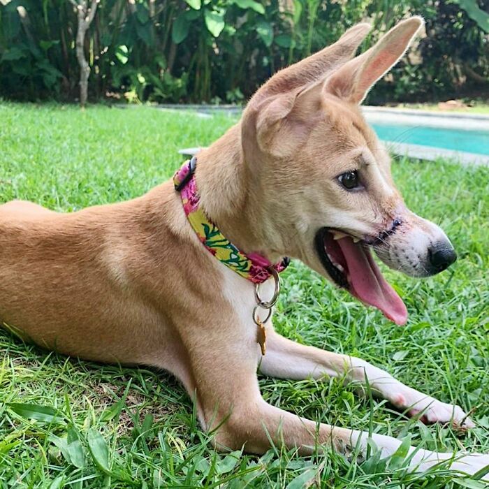 This Dog Ran Away From An Illegal Meat Farm In Bali, We Helped Her Heal And Found Her A Home This Dog Ran Away From An Illegal Meat Farm In Bali, We Helped Her Heal And Found Her A Home