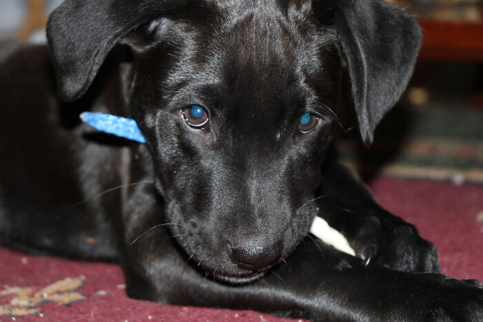 My Doggo Nico Goes By Nicy