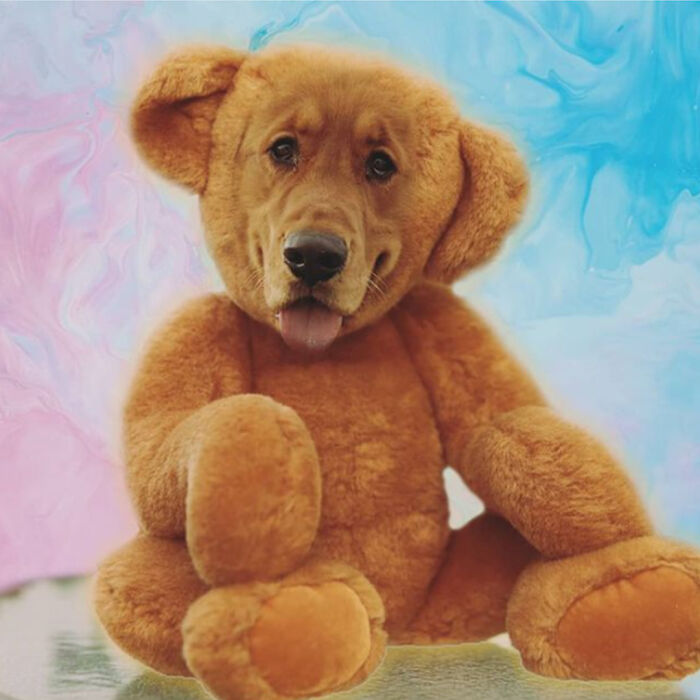 Our Golden Retriever Butters Photoshopped Into A Teddy Bear