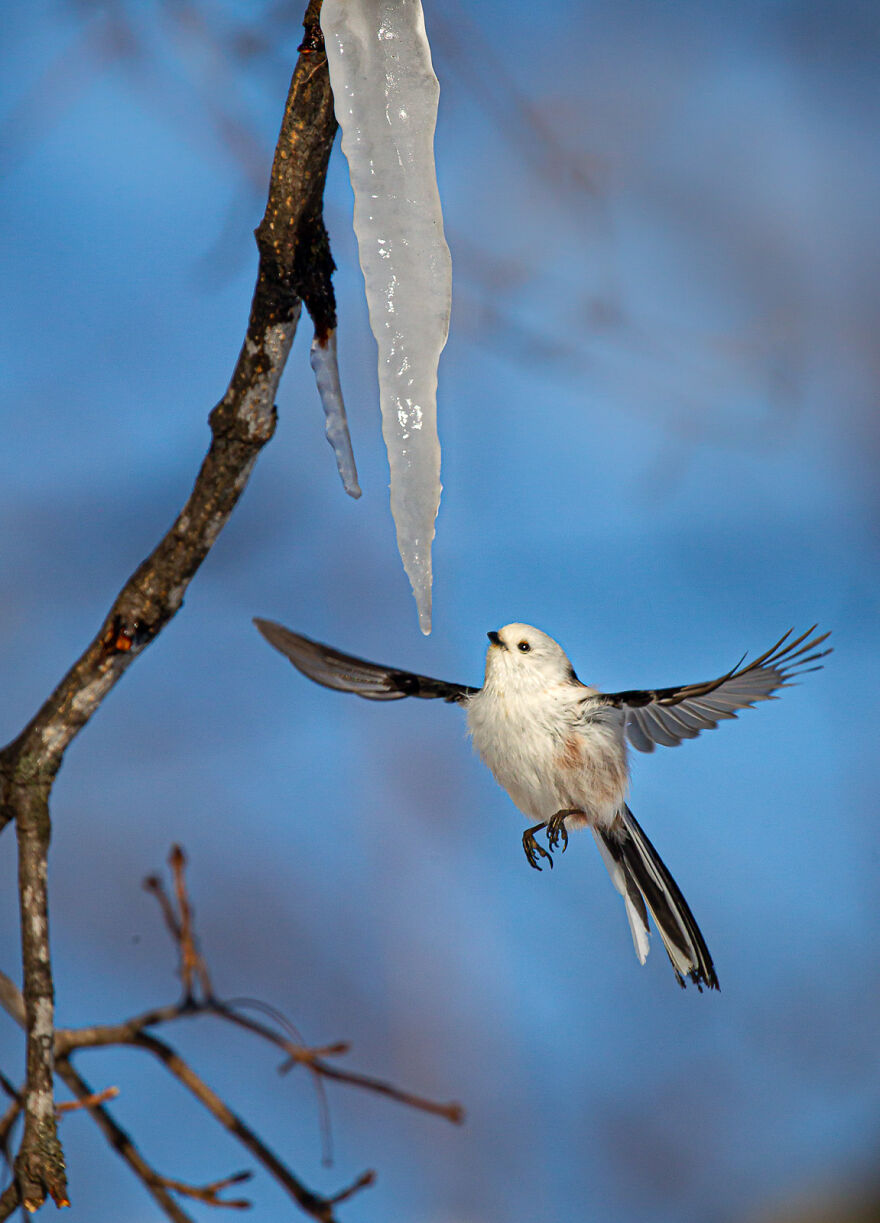 Long-Tailed Tit By Irene Waring