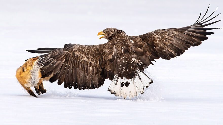 White-Tailed Sea-Eagle By Fahad Alenezi