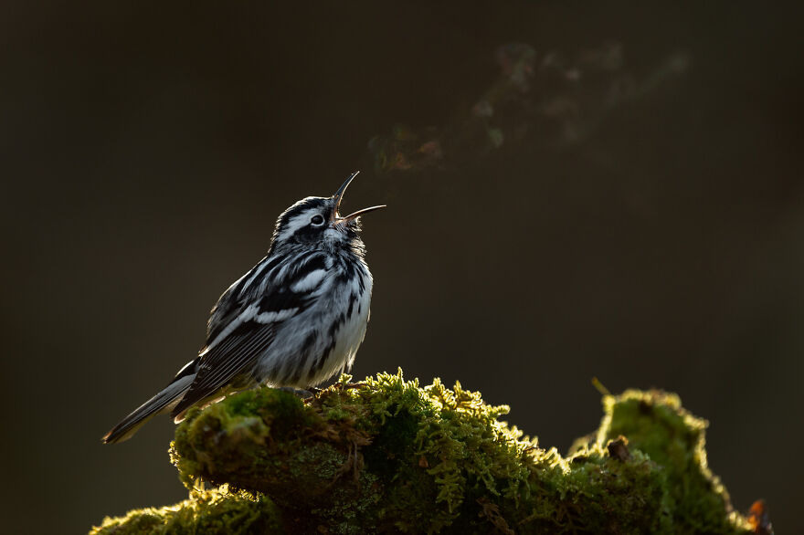 Black-And-White Warbler By Raymond Hennessy