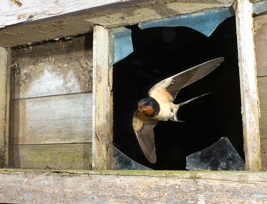 Swallow By David White