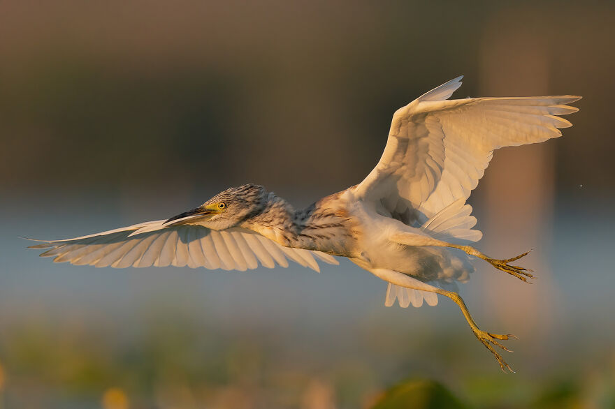 Squacco Heron By Aguti Antonio
